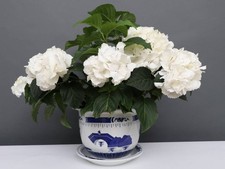 China Porzellan Blumentopf