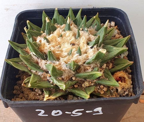 Alter ariocarpus auf eigenen - ariocarpus,