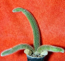 Hildewintera Helms Neue  20 cm groß Kaktus