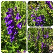 Helmkraut Scutellaria baicalensis Baikal-Helmkraut Huang Qin TCM Heilpflanze