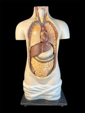 Antikes Anatomisches Lehrmodell Torso Pappmaché Gips Bemalt Ca. Um 1900/30