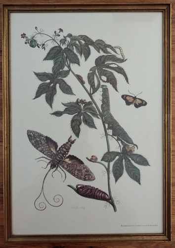 Baumwollblatt jathropha - baumwollblatt-jathropha, s.-