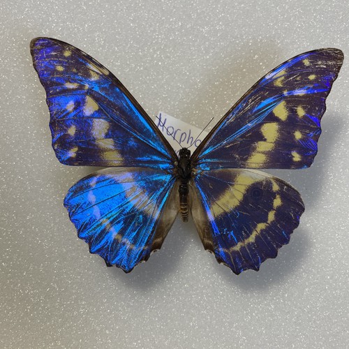Entomologie morpho cypris - entomologie*morpho, sp