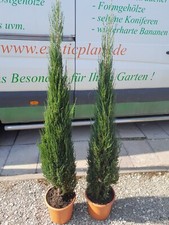 Juniperus blue arrow 90cm - blue, arrow,