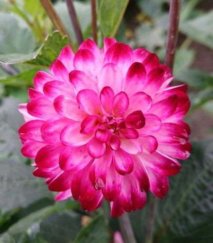 Blumensamen dahlien samen - blumensamen,