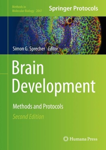 Brain development simon - brain, by