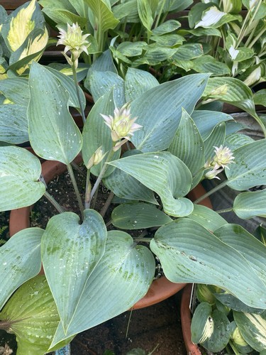 Hosta deane dream 1 - dream,