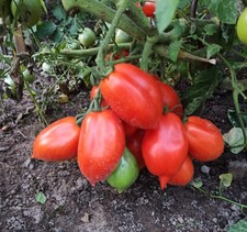 Russische Tomate Raketa