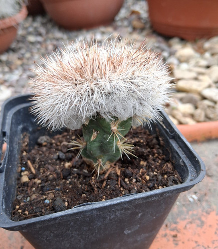 Echinocereus canus cristata
