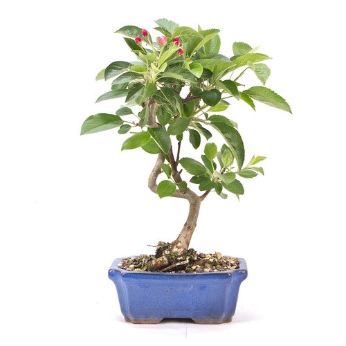 Bonsai zierapfel malus - bonsai,