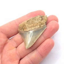 Sharp serrated megalodon - serrated.,