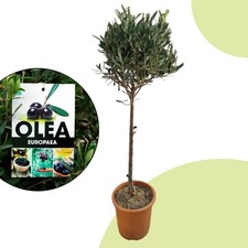 Olea europaea – Olivenbaum