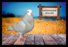 Fußmatte Schmutzfangmatte Tauben Birmingham Roller F2030