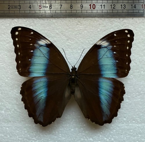 Morpho achilles achilles