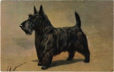 CPA AK Scotch Terrier DOGS