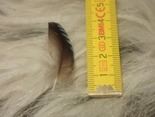 Eichelhäher Feder 3 Schmuck Tracht Hut Gesteck Deko Hut Schmuck Basteln Ohrringe