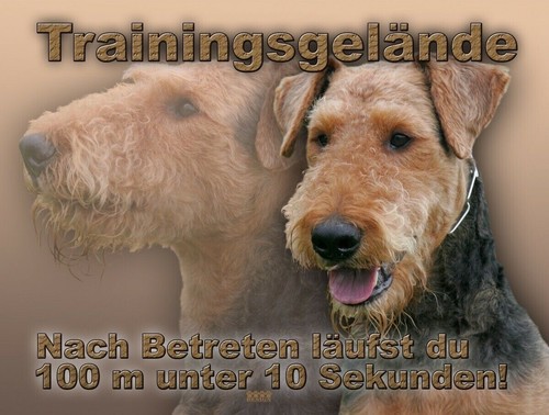 Airedale terrier - airedale,