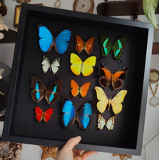 Schmetterlinge Schaukasten