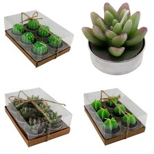 1x6 Teelichter Kakteen Kaktus