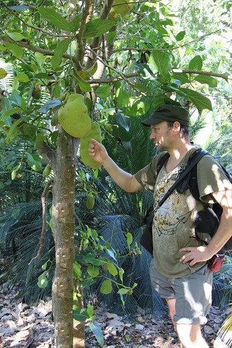 Milchorangen baum - milchorangen,