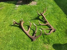 Abwurfstangen Rothirsch 7,5 kg sorry aber geil