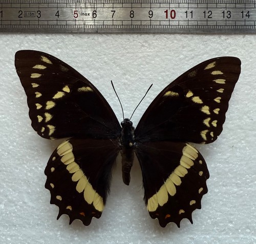Papilio coroebus elvirae male