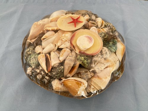 Großer muschelkorb 25cm - großer,