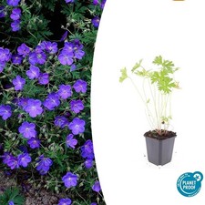 Geranie Johnson s Blue