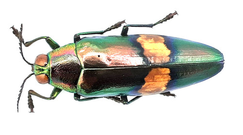 Buprestidae chrysochroa - buprestidae,,
