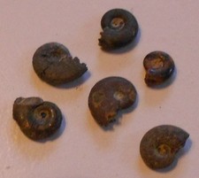 6 x Ammonit Frankreich  Natur ? Y543Schau Mal ! Kiste dazu ?