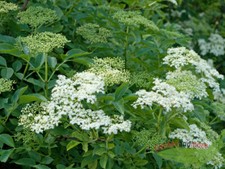 schwarzer Holunder, Sambucus