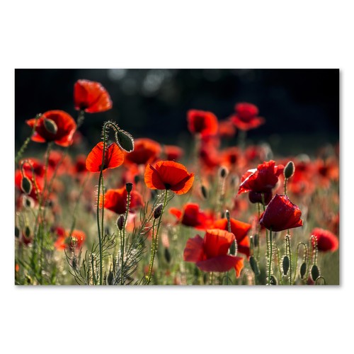 Postereck 1456 poster leinwand - postereck,