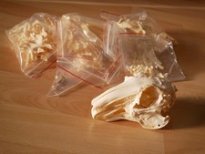 Präparat Skelett Hase