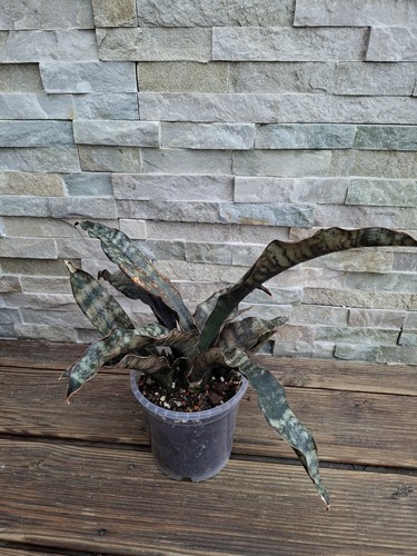 Sansevieria bogenhanf star - sansevieria,