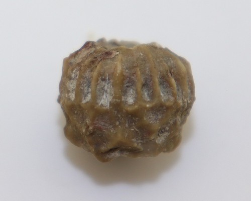 Crinoide calliocrinus - crinoide,,