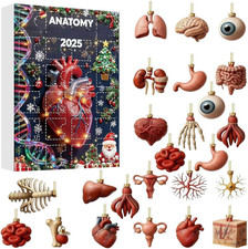 Anatomie-Adventskalender 2025 | 24 Tage voller menschlicher Organe Ornamente Wei