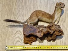 Tierpräparat Hermelin Großes