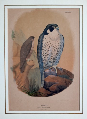 Falke falkner falken jagd - falke, falken-jagd