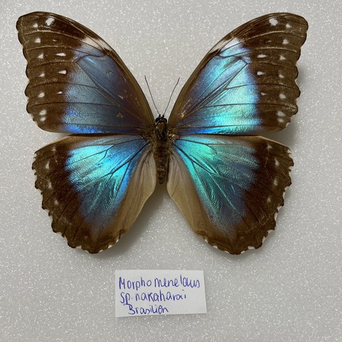 Entomologie morpho menelaus - entomologie*morpho,