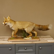 Fuchs Rotfuchs laufend offenem Fang Präparat Tierpräparat Tiertrophäe 89.8.177