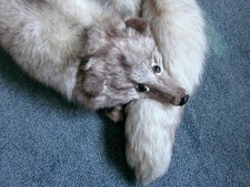 Blaufuchs    Kragen   Stola   mit Kopf und 2 Beinen   Vintage