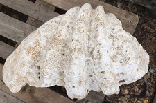 Versteinerte fossile RIESENMUSCHEL XXL TRIDACNA GIGANTEA 91cm 75kg Muschel