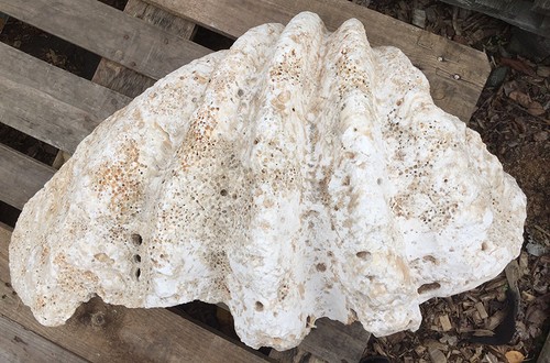 Versteinerte fossile