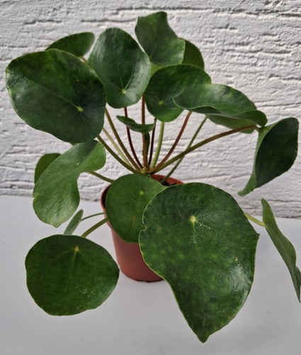 Ufopflanze pilea peperomioides - ufopflanze,