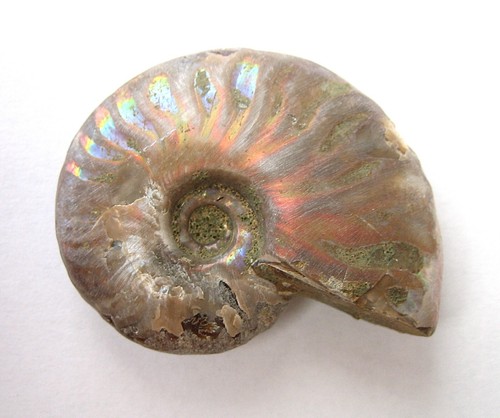 Cleoniceras besairiei mit