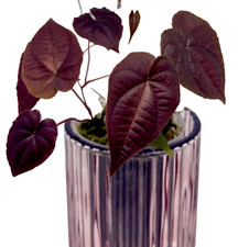 Discorea sp. Black seltene