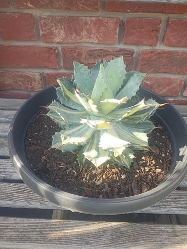 Agave isthmensis striata 18cm - agave,
