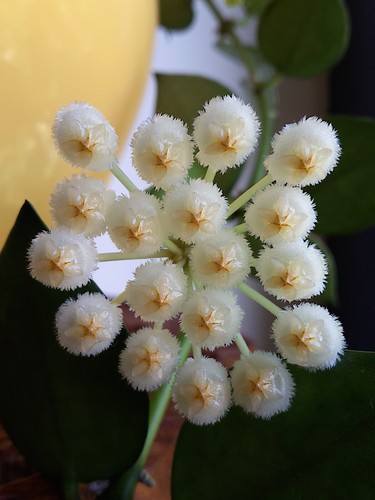 Porzellanblume wachsblume - porzellanblume;,