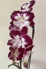 Orchidee Phalaenopsis