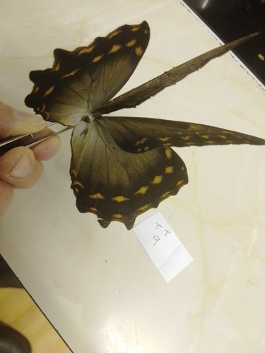Morpho amphitryon cinereus - ,
